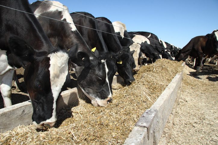 沸石有助于促进牲畜的生长，提高动物的成活率。