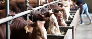 如何在牲畜中使用沸石？