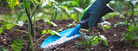 Высокоэффективное использование поправки к почве с цеолитом перед использованием удобрения в почве. 