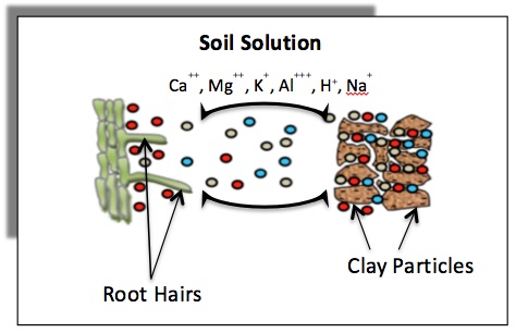 soil CEC