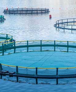 Zeolite Aqua “UZ-Min” puede adsorber una gran cantidad de sustancias tóxicas en la acuicultura.