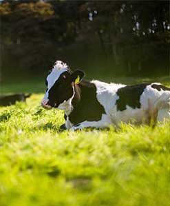 El alimento para animales con zeolita "UZ-Min" se puede usar en aditivos para alimentos para animales y adhesivos tóxicos para ganado y aves de corral.