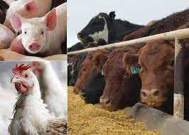 沸石用作家禽、猪和奶牛饲料的饲料添加剂。
