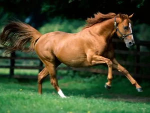 Преимущества цеолита в уходе за лошадьми