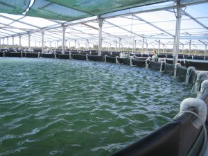 天然沸石用于虾池