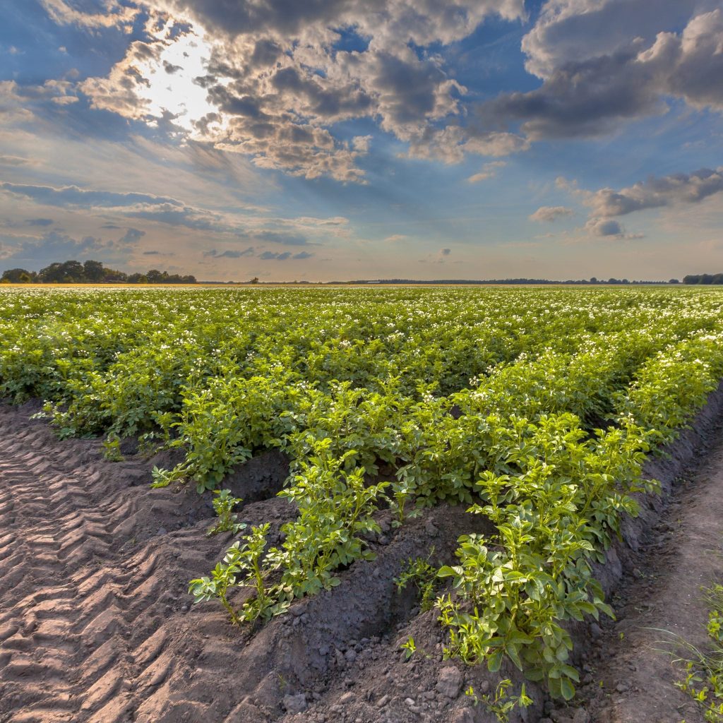 La zeolita clinoptilolita se usa como enmienda del suelo para trabajar con fertilizantes del suelo, puede ser acondicionador de PH y CEC del suelo agrícola