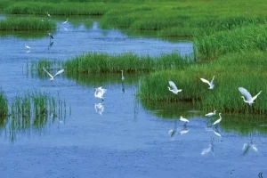 The Polluted Land Can be Turned into a Wetland By Zeolite Amended