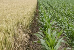 ゼオライトによる土壌肥料の削減