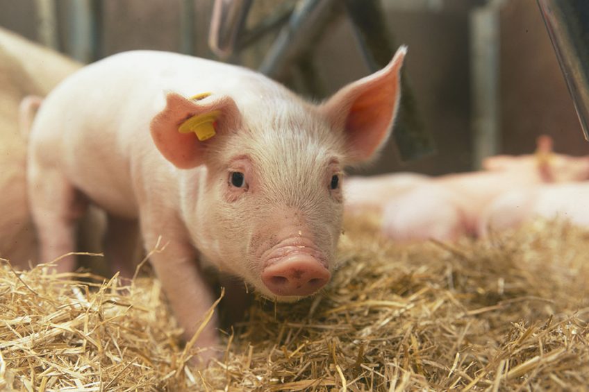 La zeolita clinoptilolita se utiliza como aditivo para piensos en la alimentación de aves de corral, cerdos y vacas. Mejora la salud y la nutrición del cuerpo animal.