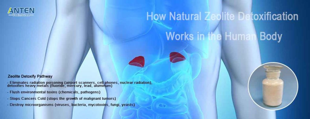How Natural Zeolite Detoxification Works in the Human Body? Best Quality Clinoptilolite