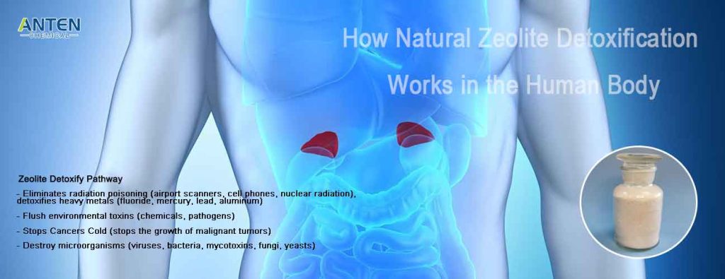 ¿Cómo funciona la desintoxicación natural de zeolita en el cuerpo humano? Clinoptilolita de mejor calidad