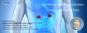 How Natural Zeolite Detoxification Works in the Human Body? Best Quality Clinoptilolite